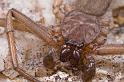 Hemicloea_ZZ419_D5785_Z_88_Mount Cooke_Australie